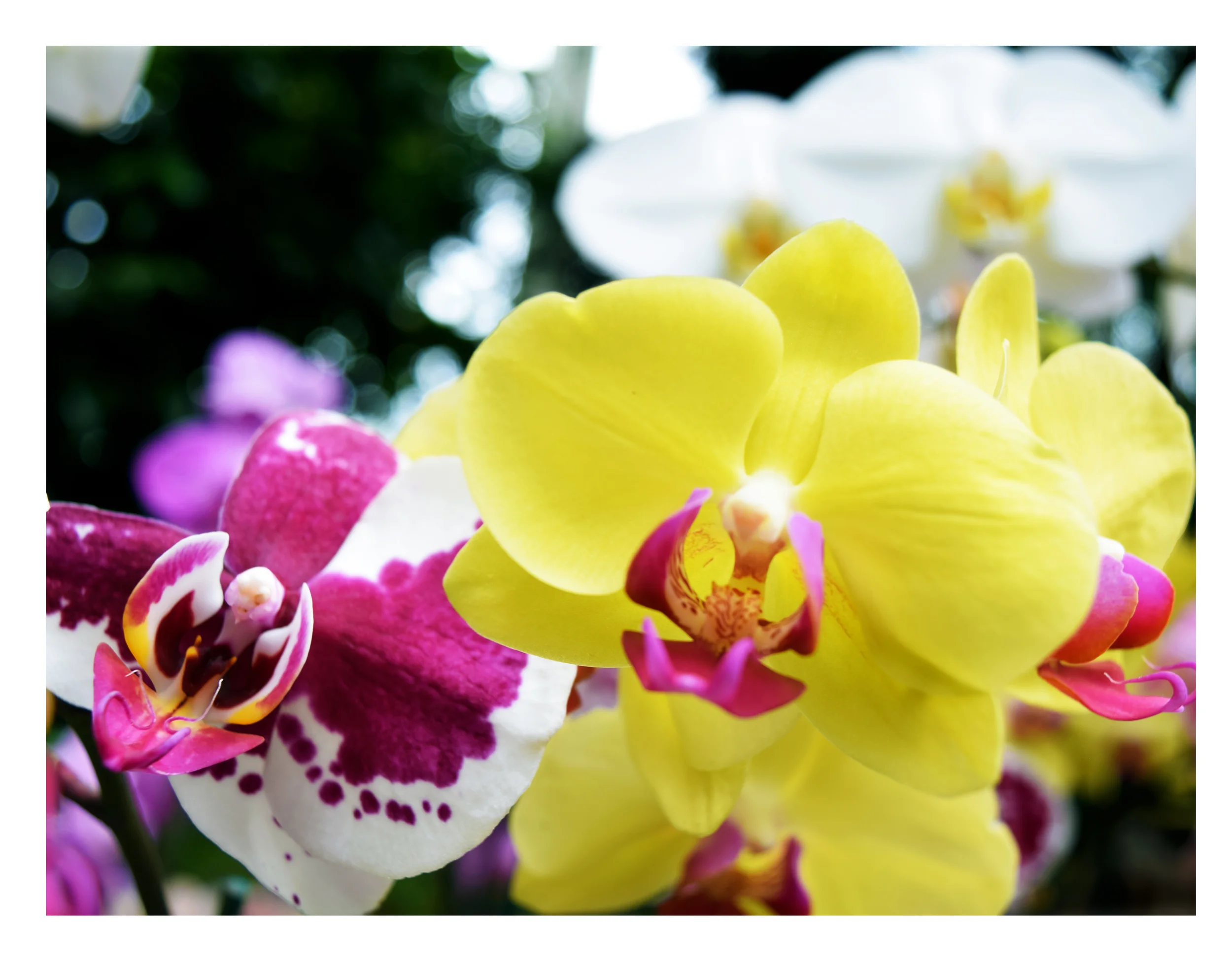 Yellow White.jpg