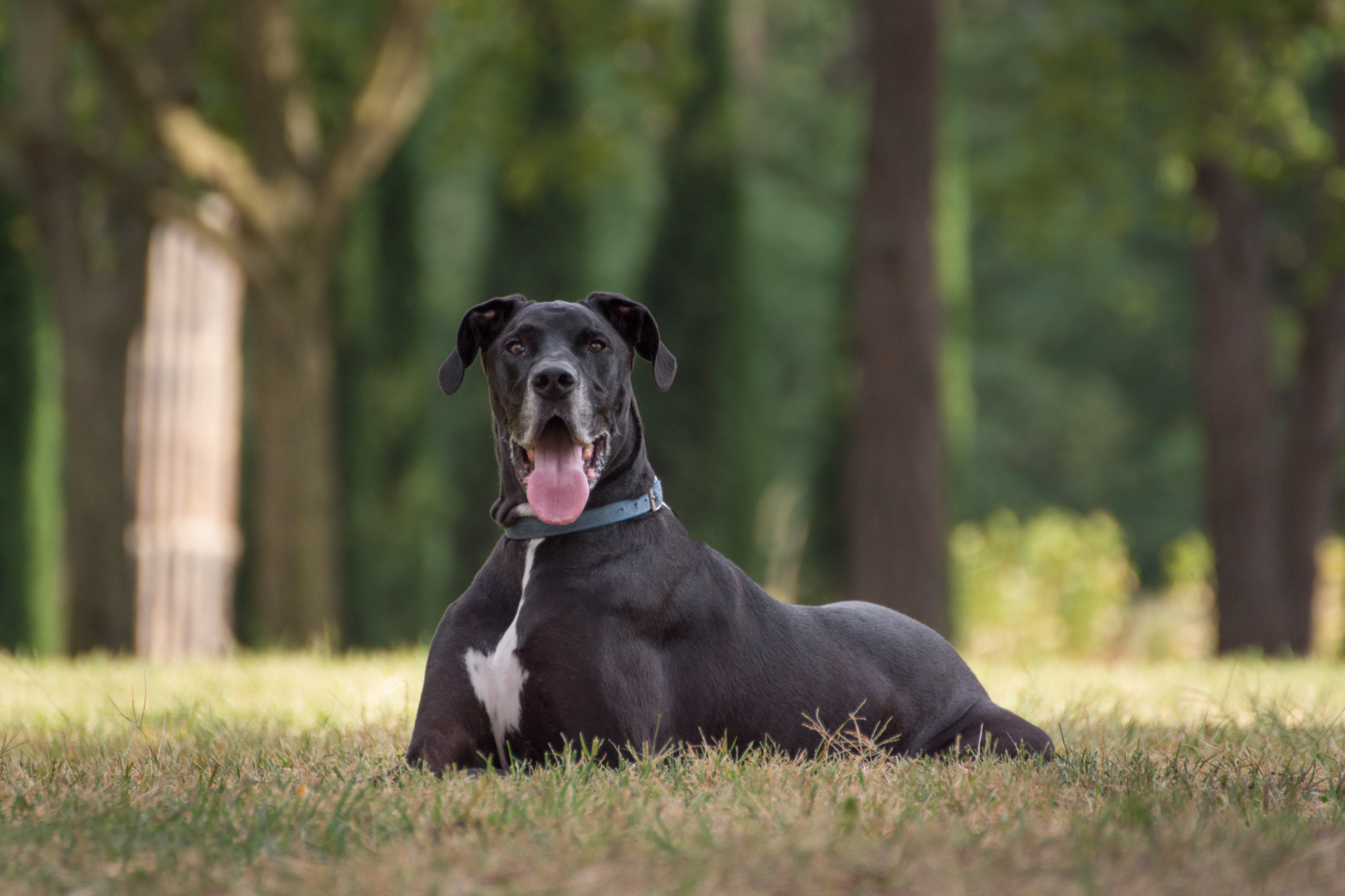 BrutusEnglish Mastiff and BostonGreat Dane — Steve Andel Photography