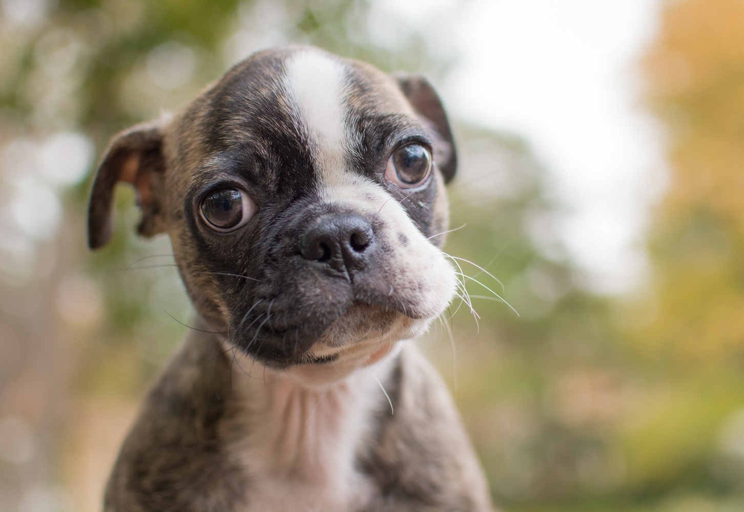 Taz-Bugg(Pug/Boston Terrier) Steve Andel Photography