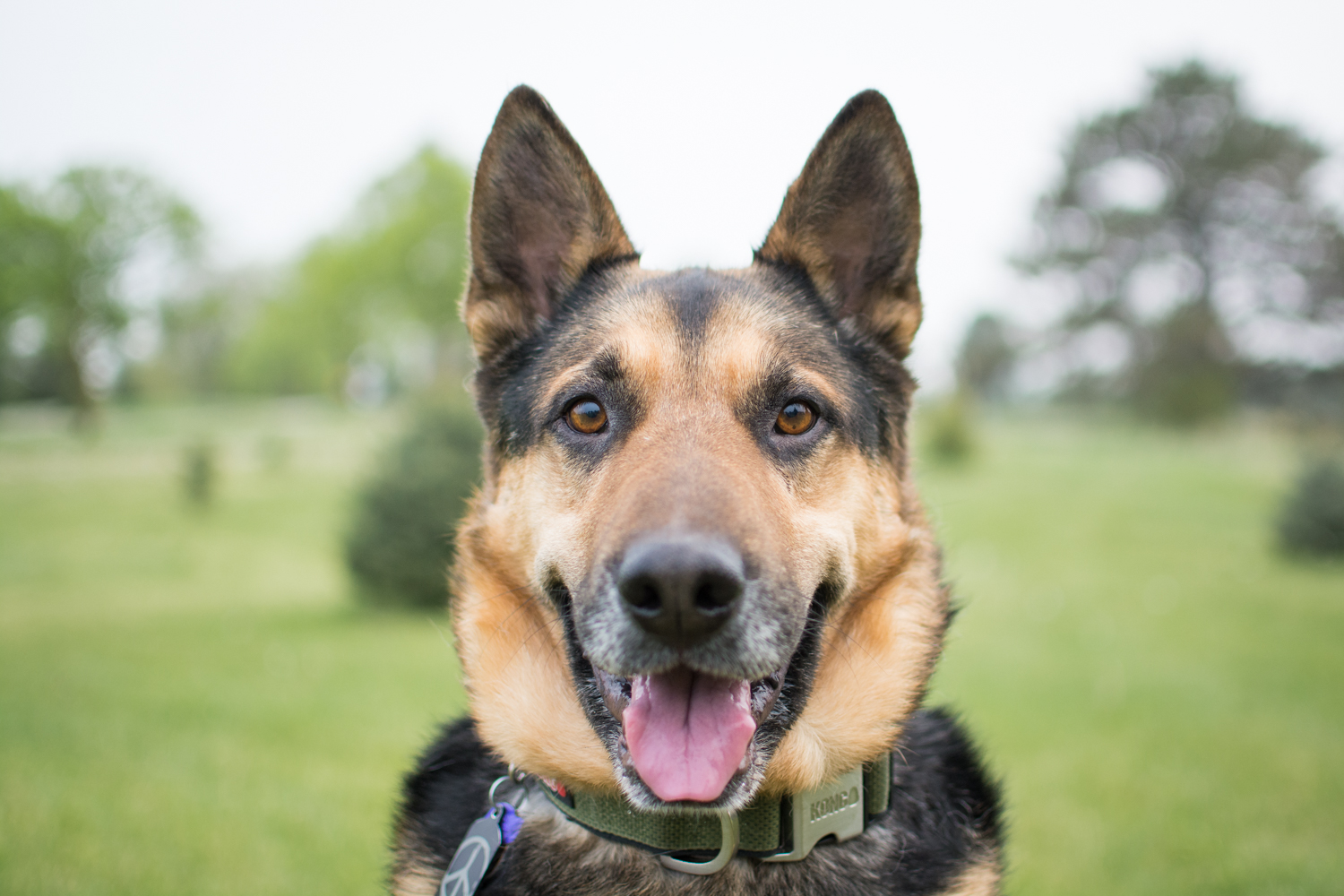 bloodhound and german shepherd