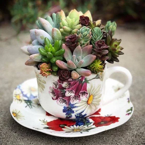 succulents-in-a-tea-cup.jpg