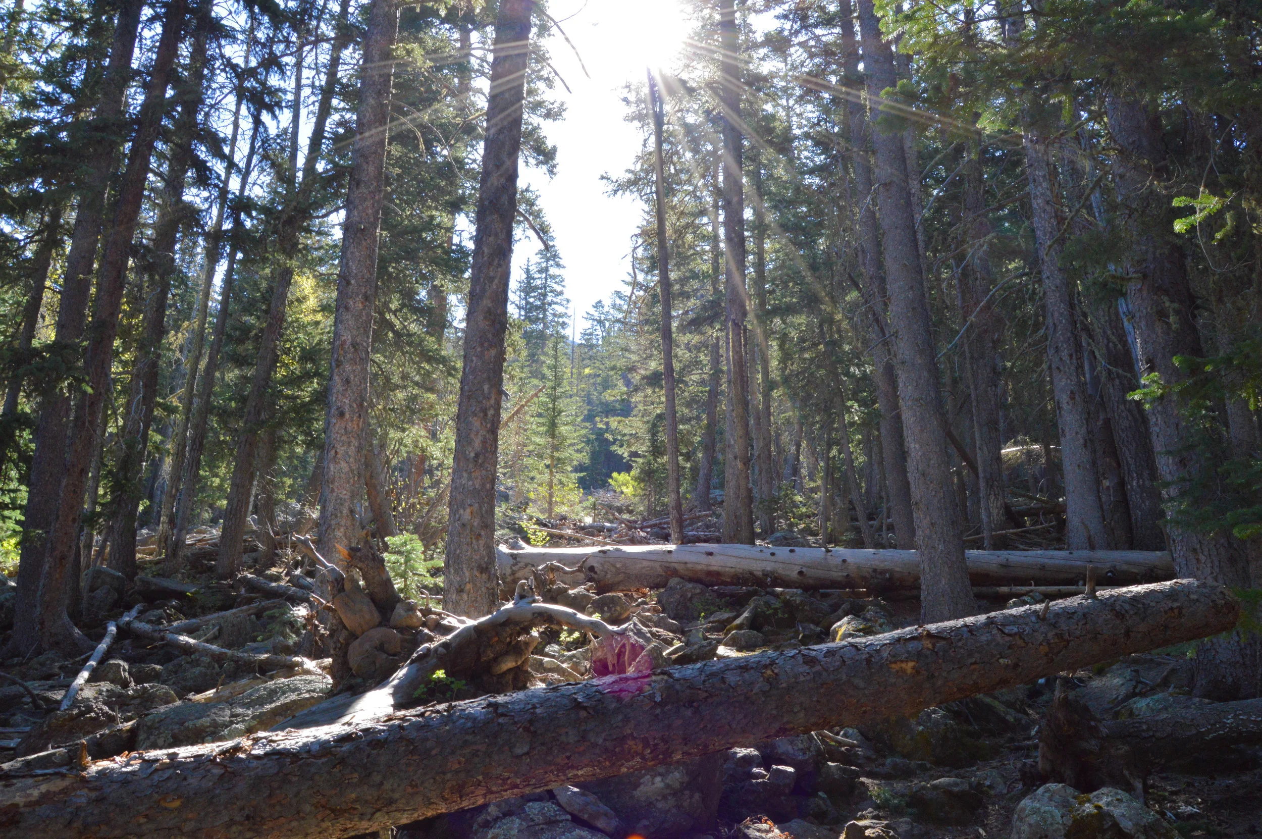 DSC_0134.jpg