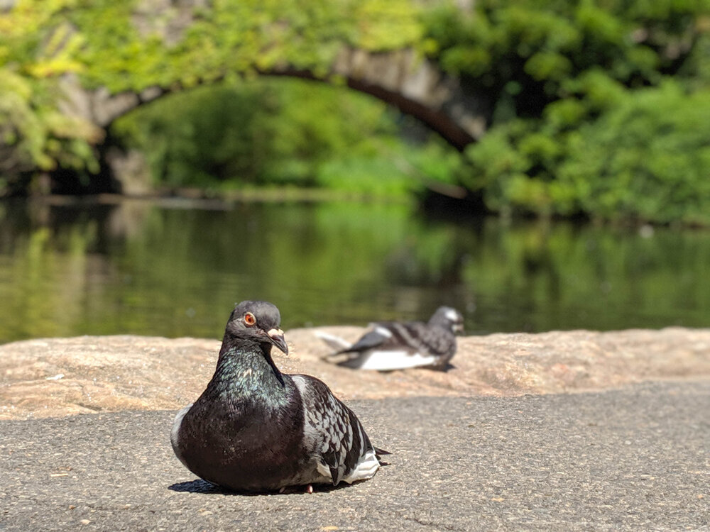 Pigeons