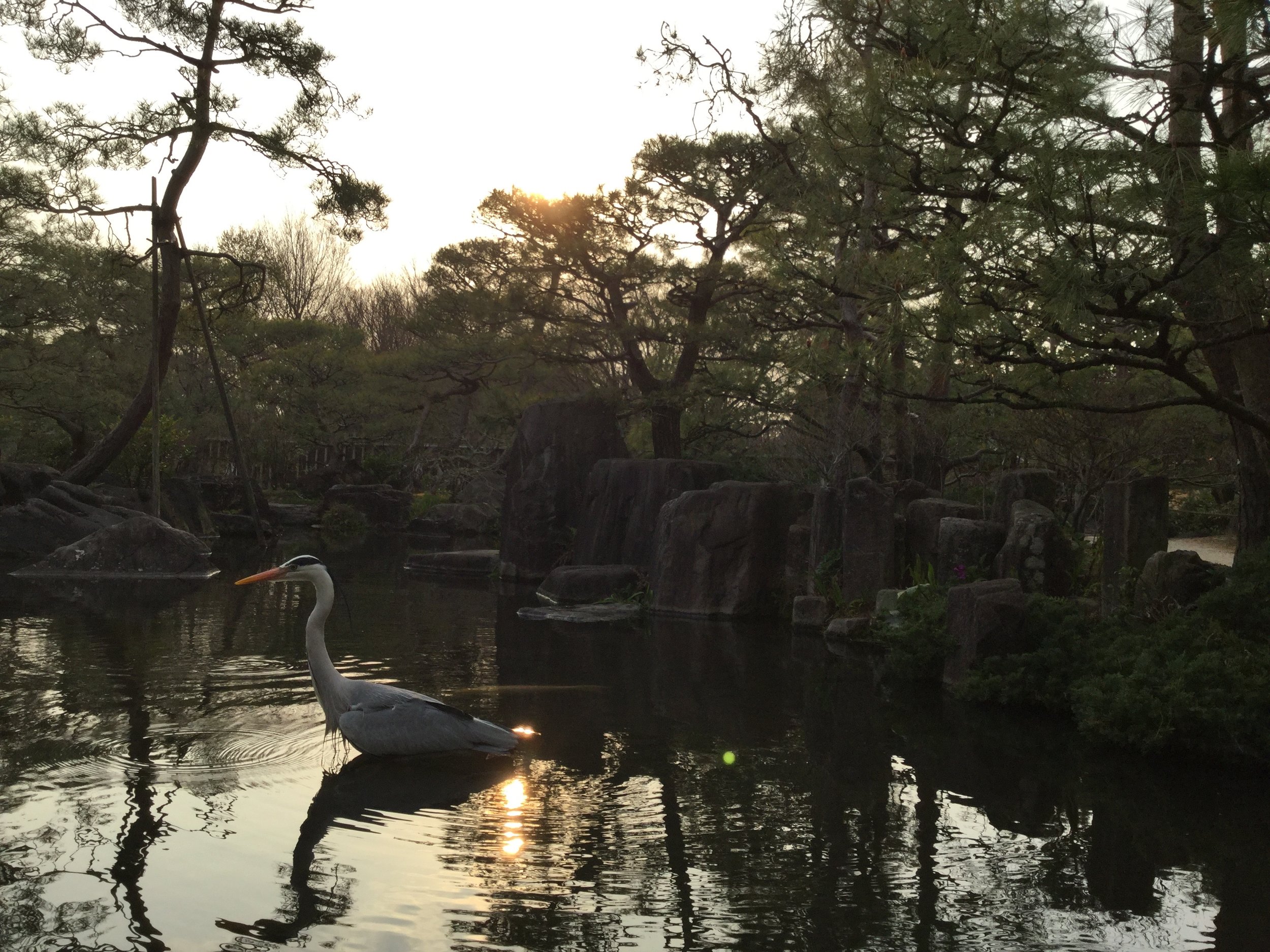 I will really miss the great birds of Japan...and many, many other things. So thankful for the time I got to spend there. 