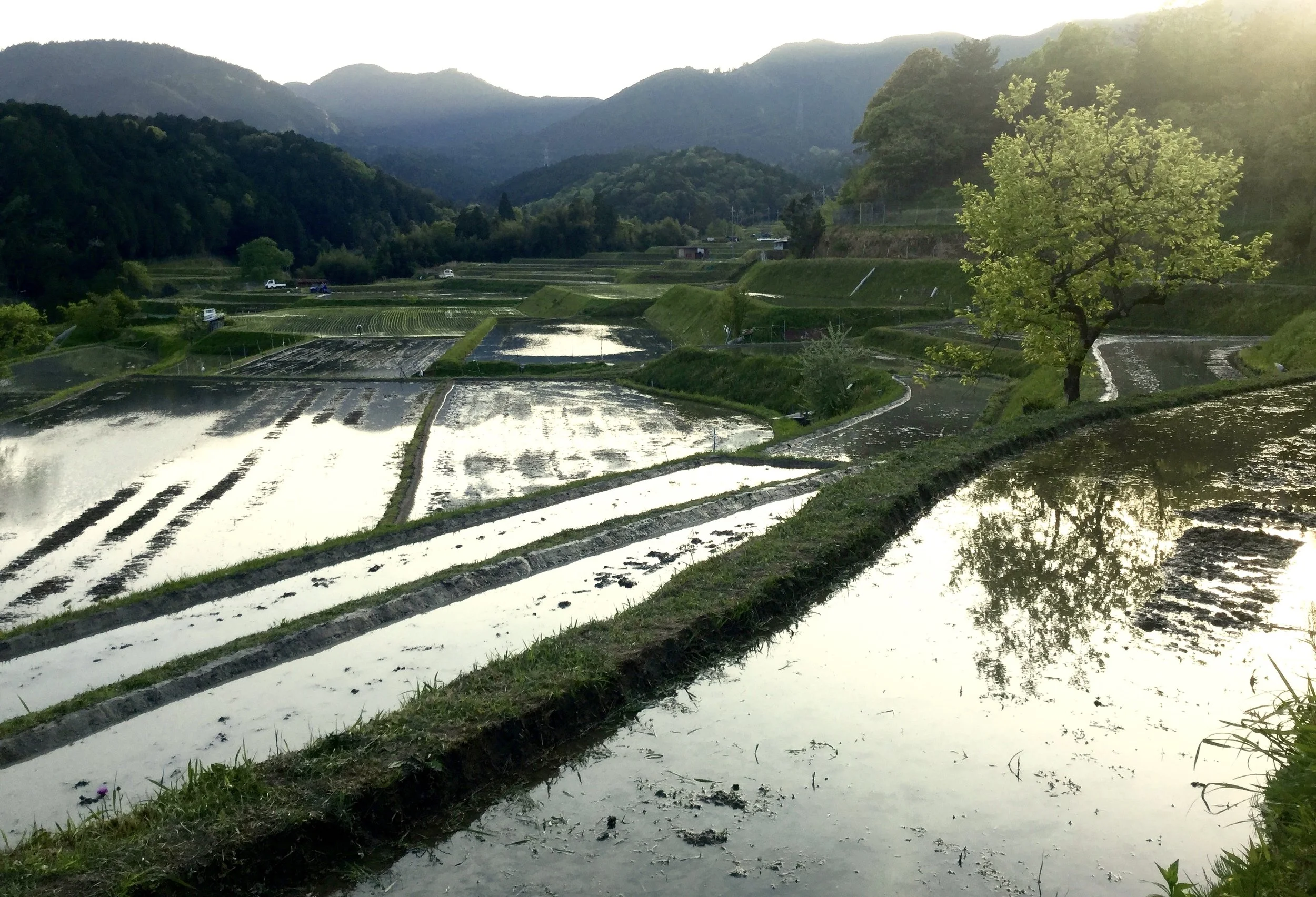 Rice Paddies I'm not finished with you yet. Environmental Art. I need land! 