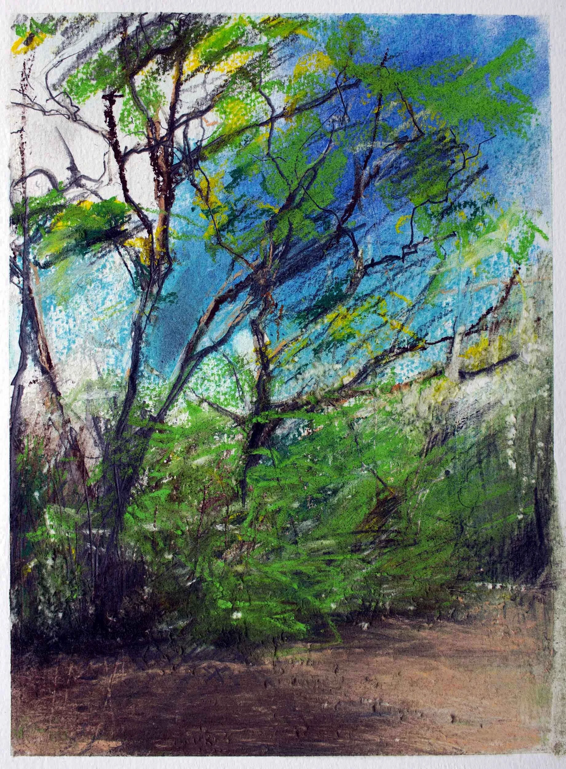 ‘Eucalyptus’ Pastel on Paper, 12” x 9” £300 