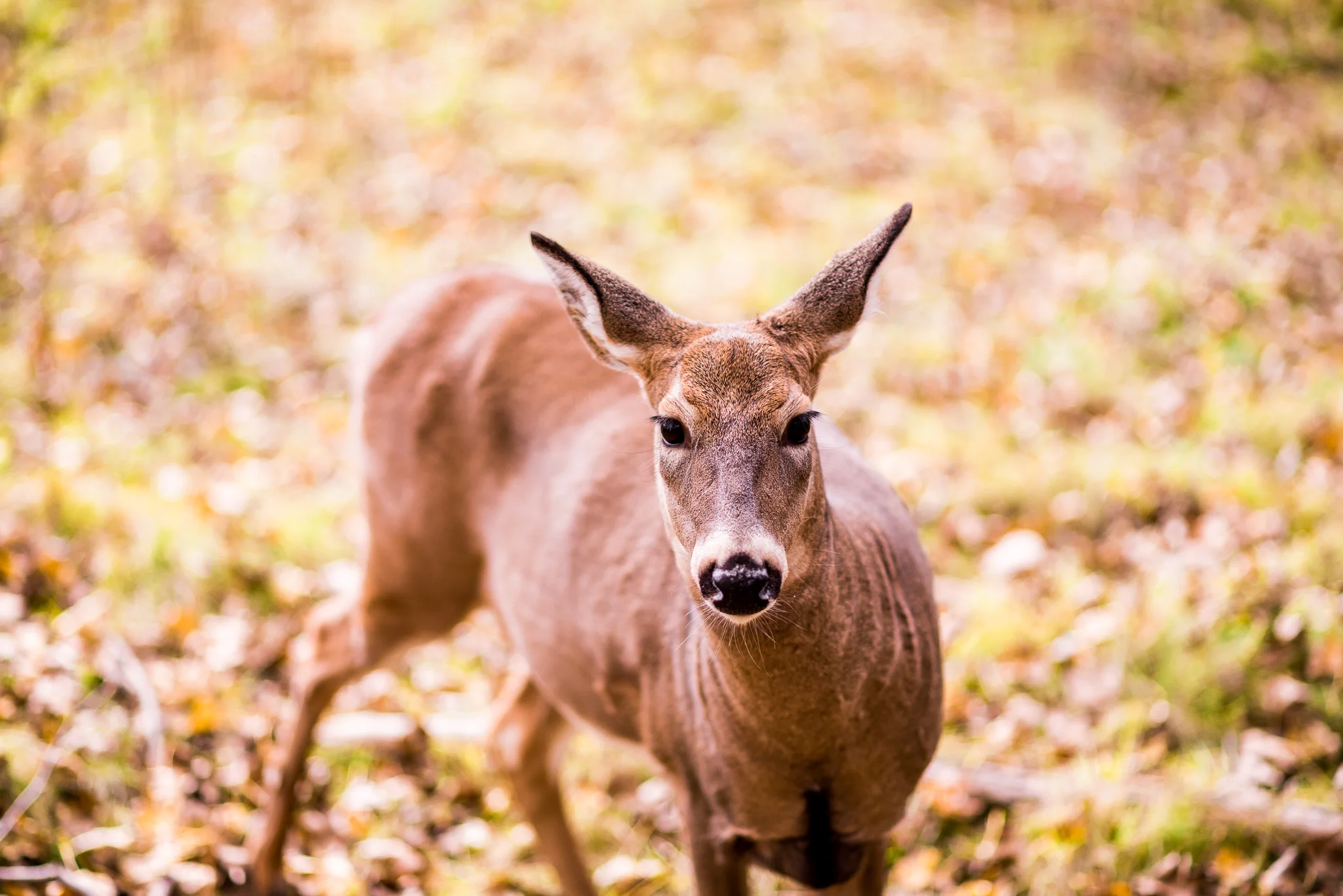 DSC_5636.jpg