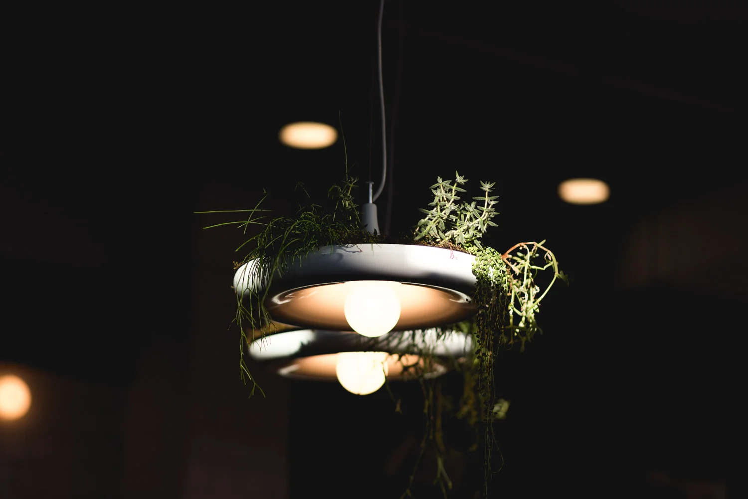 Rhoncus Design - Saint-Henri microtorréfacteur Québec