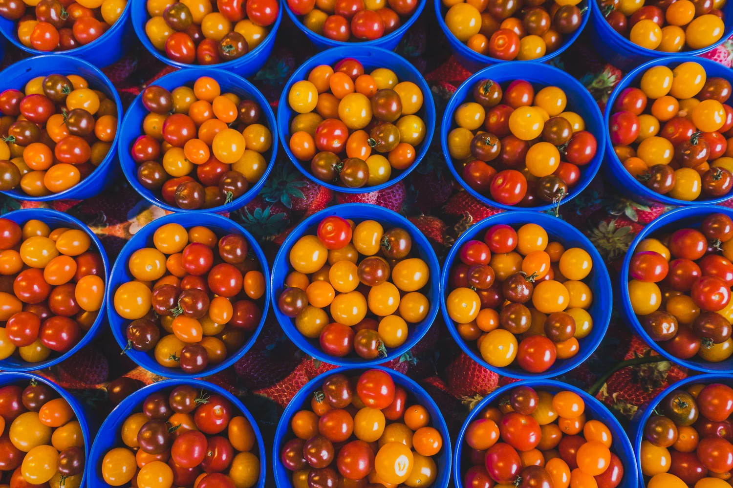 Visite au Marché Jean-Talon