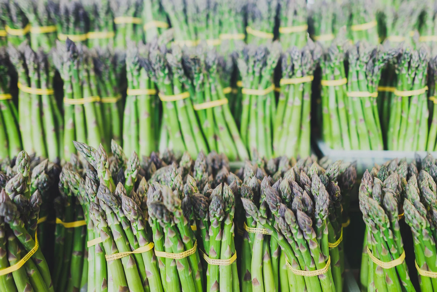 Visite au Marché Jean-Talon