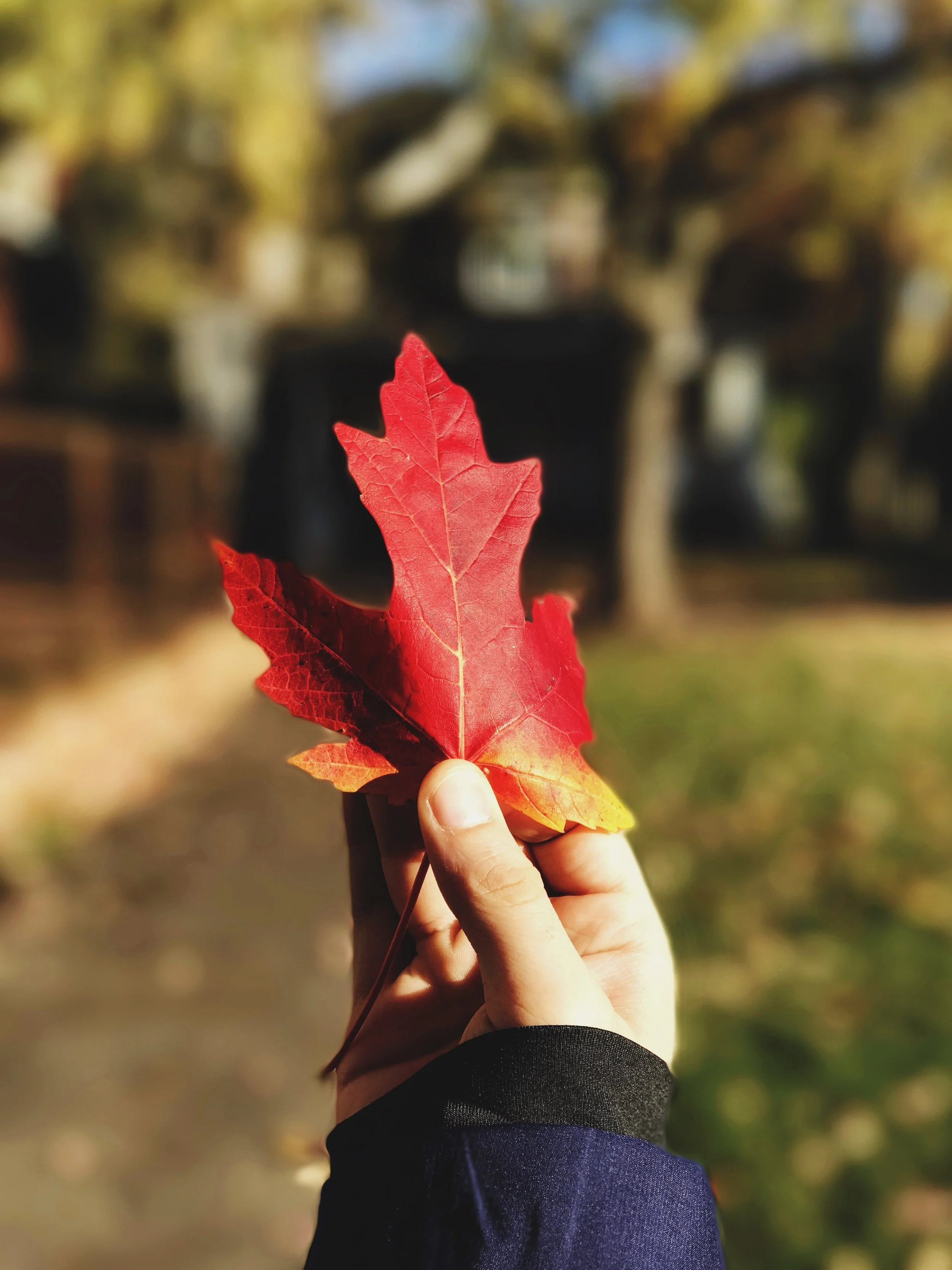 Hd Wallpapers Nature Portrait Mode