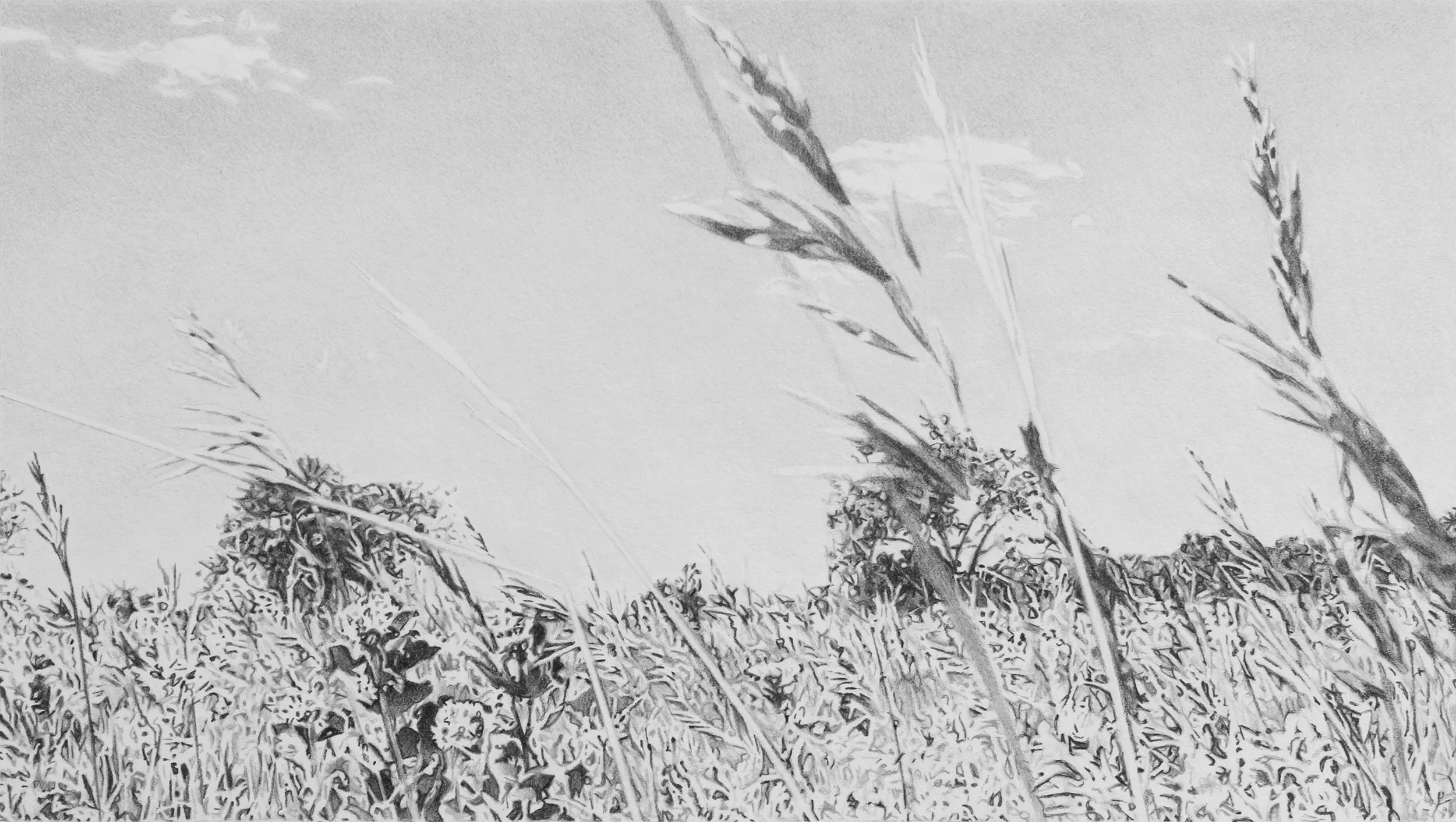 Nine Mile Prairie I