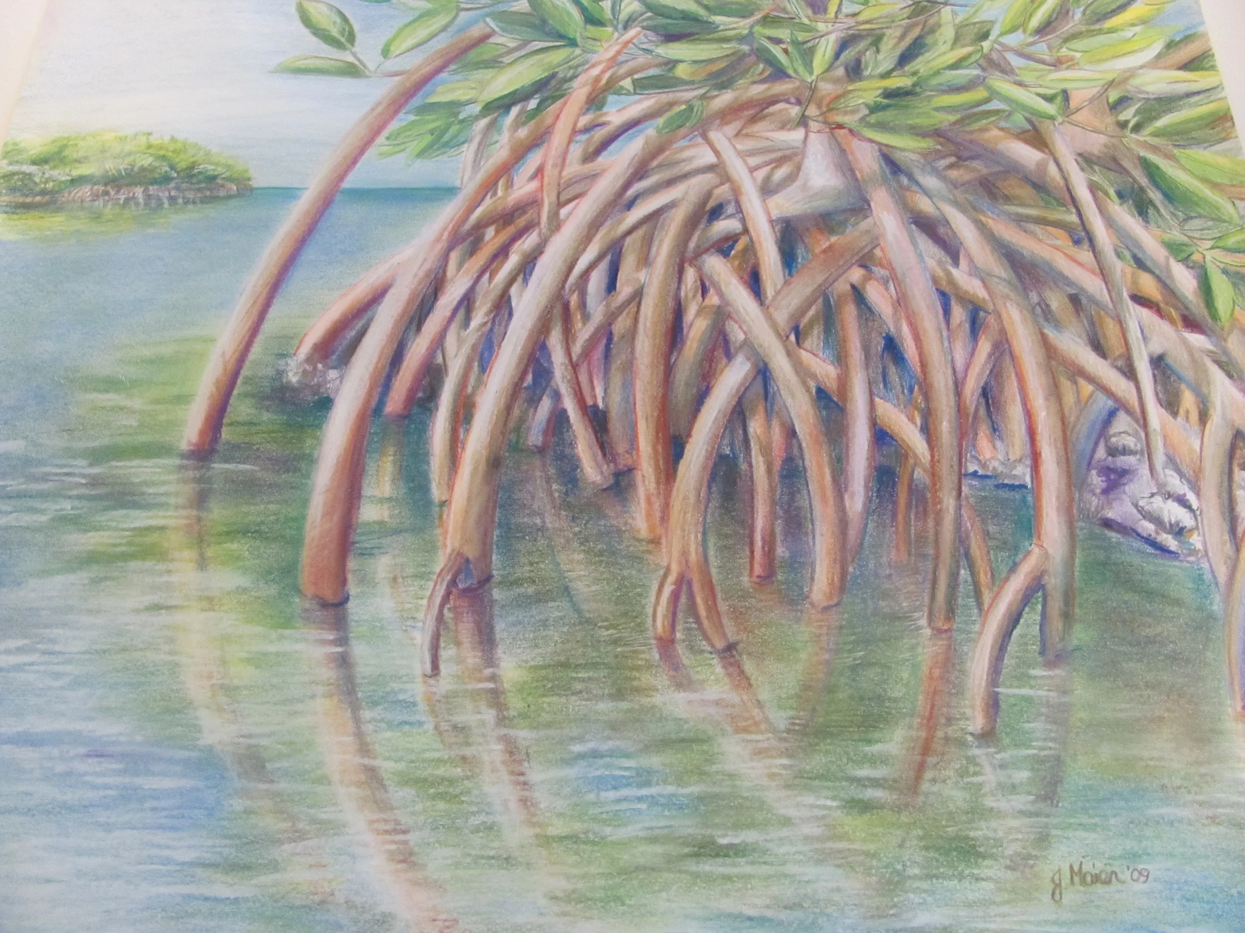Mangroves