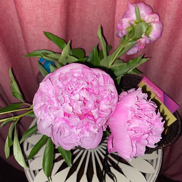 Peonies in bloom 🌸 🌸