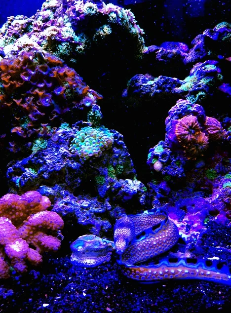 Sea Alien