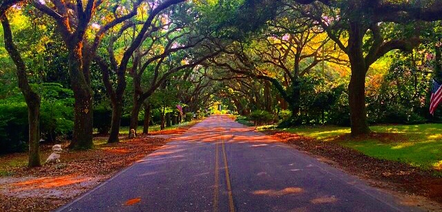 Magnolia Roads