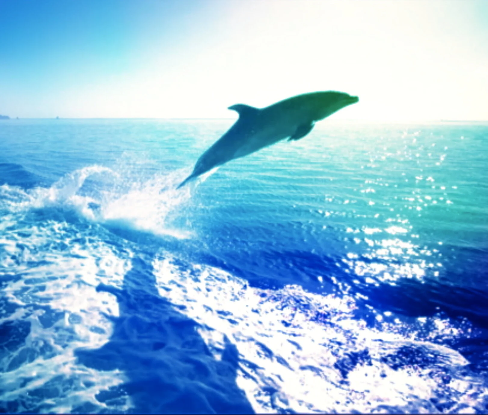 It’s a new day. A new chapter 🐬