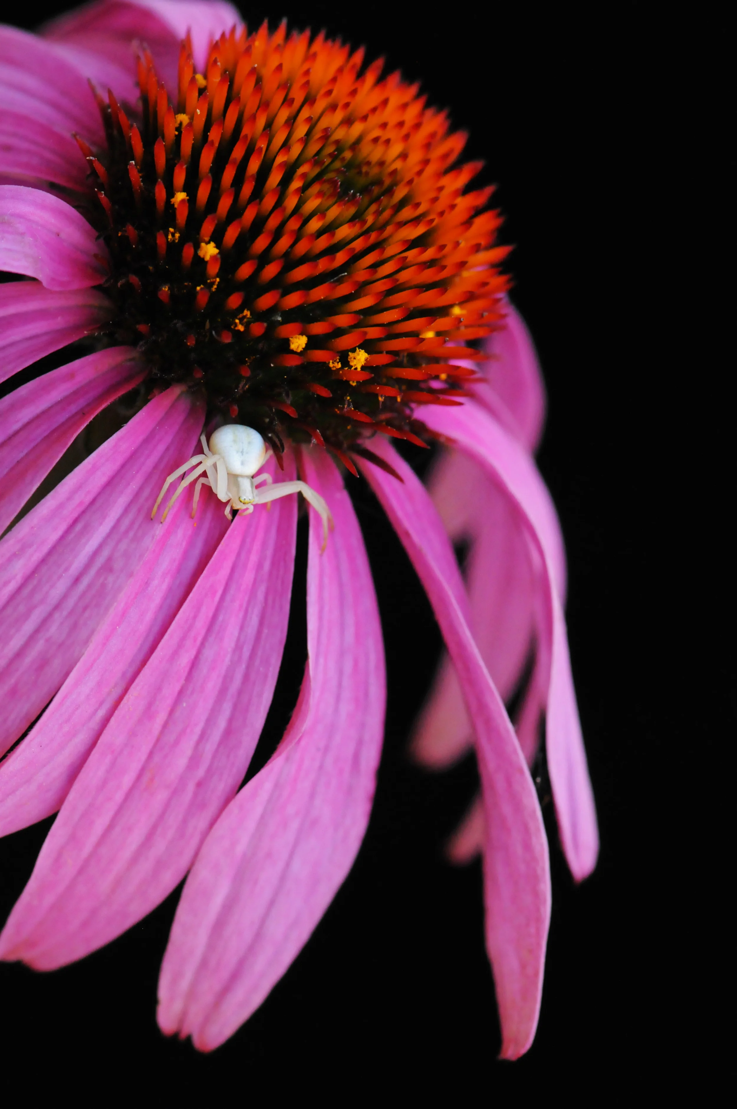 Goldenrod Crab Spider on Echinacea flower