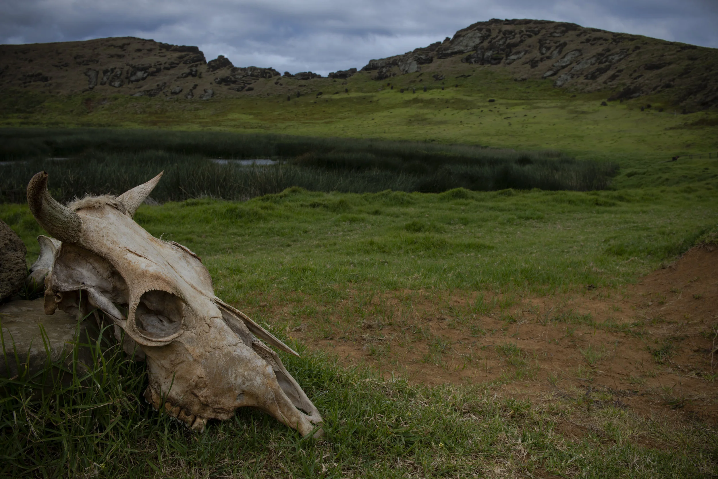 Cow skull at the Rano Raraku Volcano
