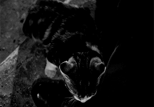 TheThirdMan_Cat.gif