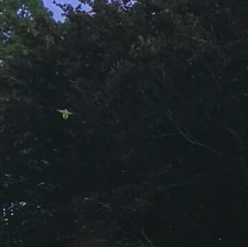 Today I saw one of Brooklyn's fabled monk parakeets. I has heard about these &quot;released exotics&quot; for years, but never saw one til today, when I saw a half dozen or so.