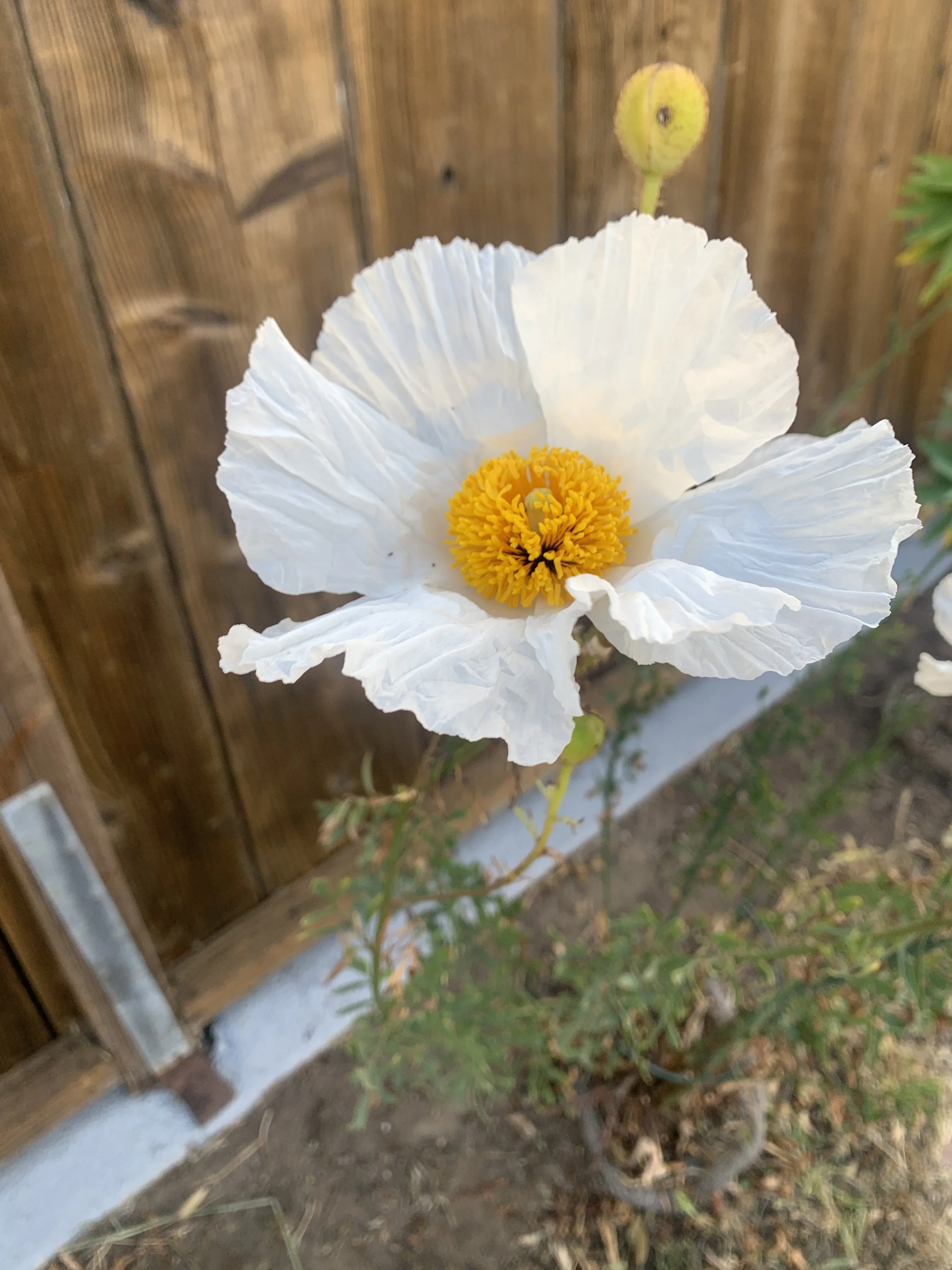 Sit With: Paying Attention