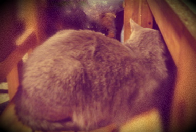 OH LOOK, ANOTHER CAT... POST-SHOW DRINKS AT LA CASONA DE HUMAHUACA .