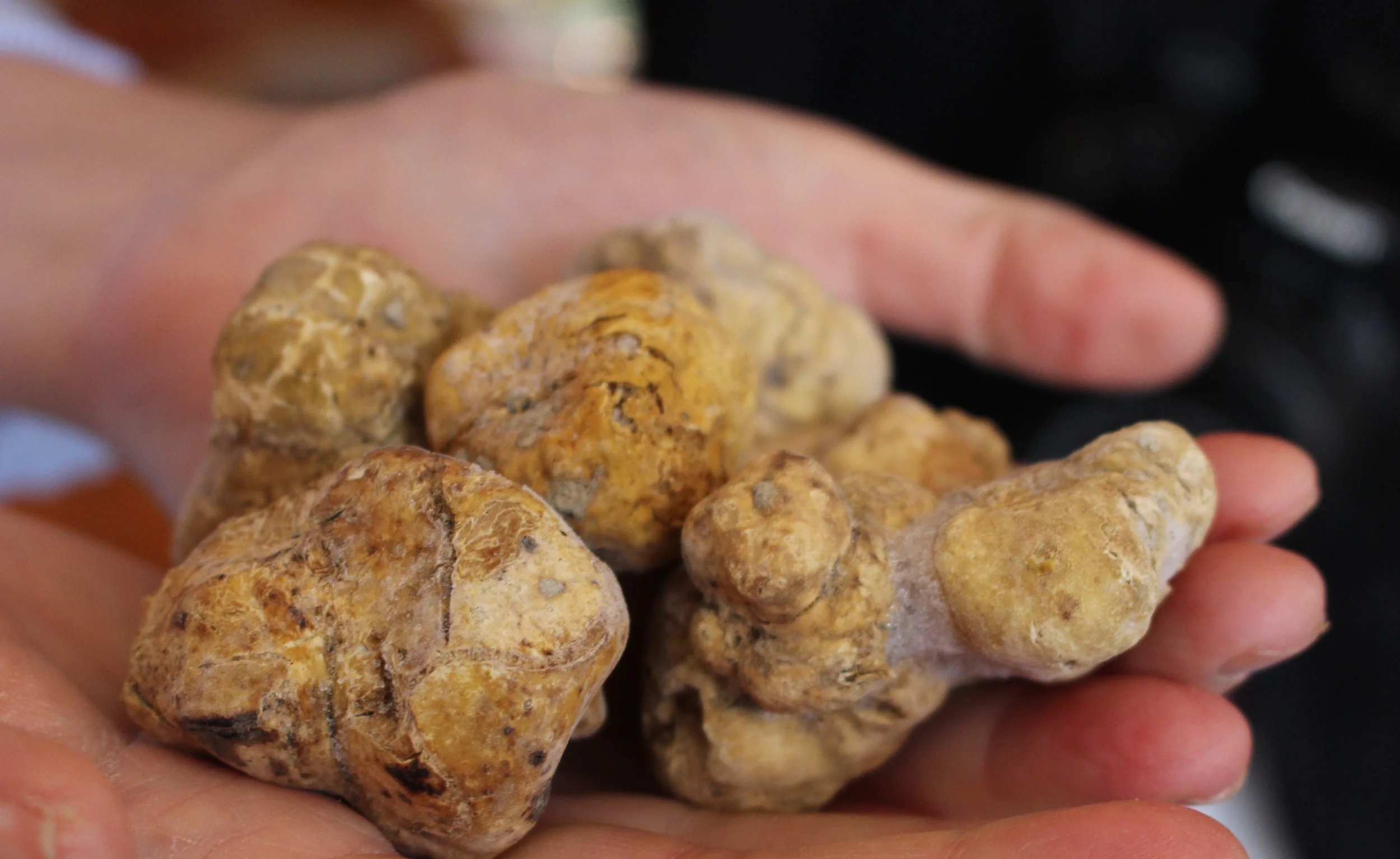 Istria, Croatia: Day 3