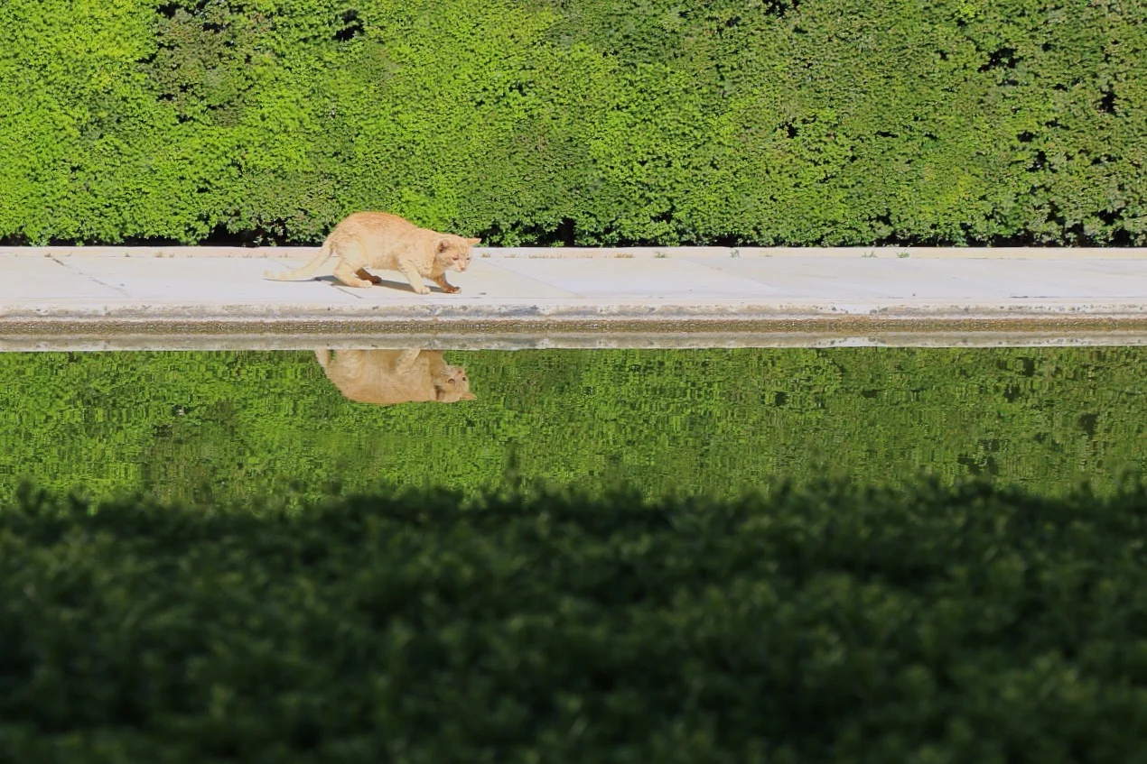 RESIDENT FELINE LOOKING FOR HER LUNCH