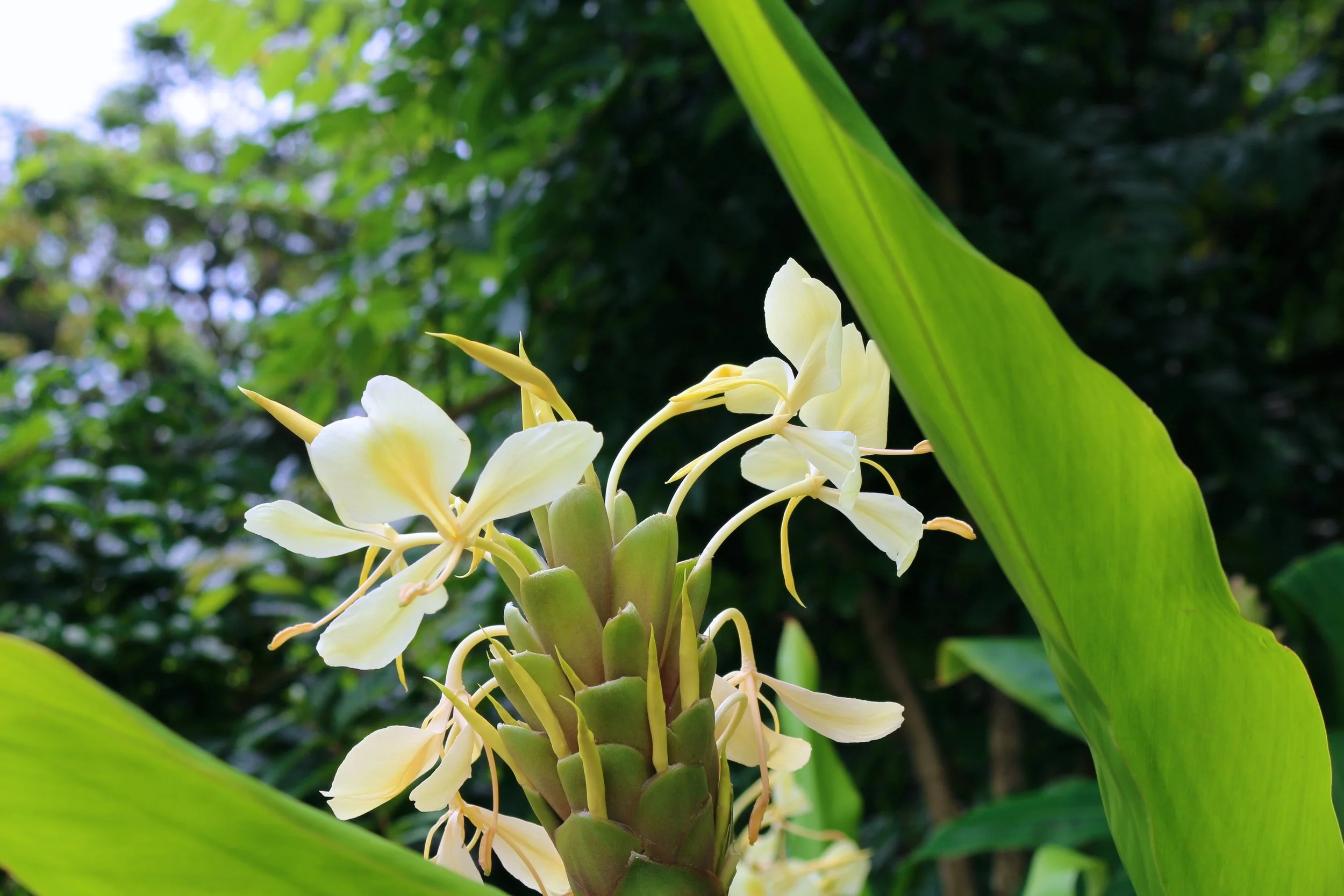 GINGER LILIES AT RAINBOW FALLS. 
