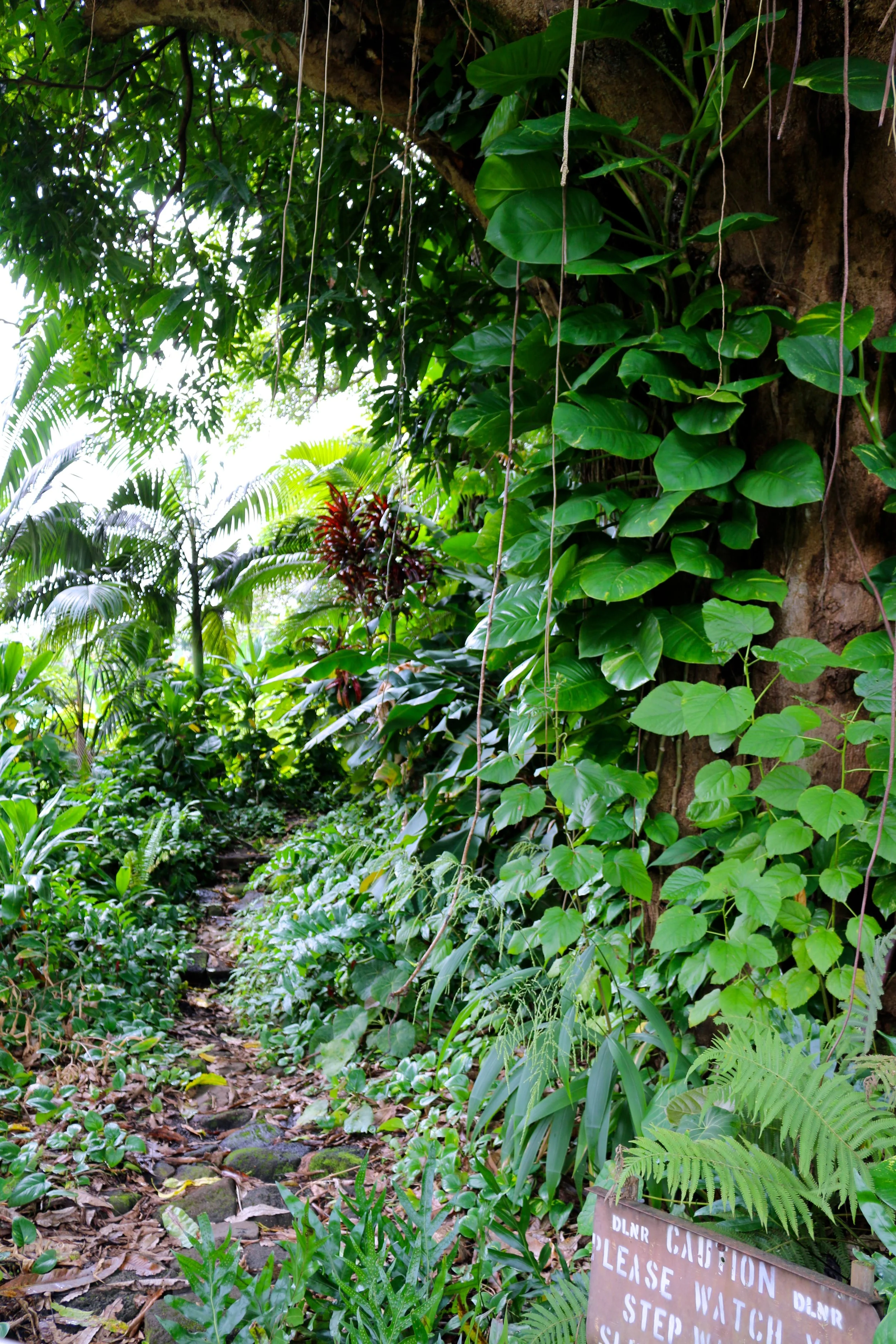 WELCOME TO THE JUNGLE.