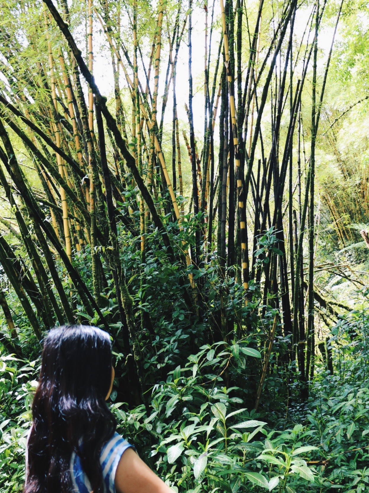 AKAKA FALLS JUNGLE VIBES