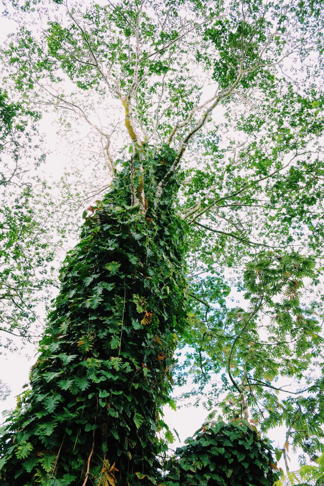 DREAMY TREES FILL AKAKA FALLS