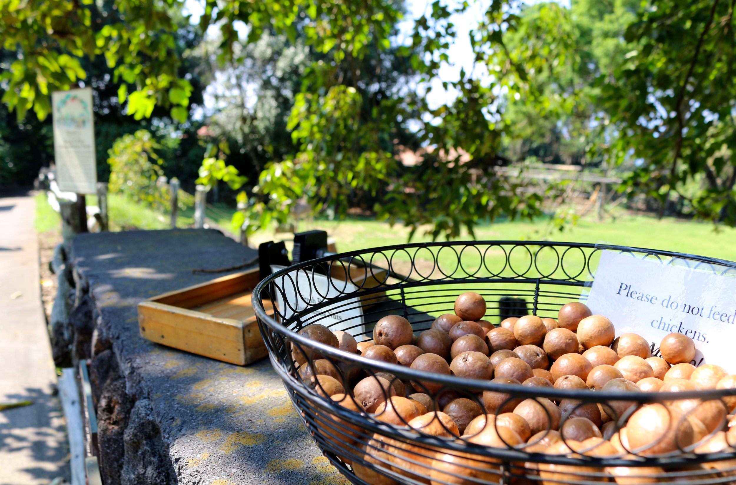 CRACK YOUR OWN MACADAMIA NUTS AT THE ENTRANCE OF KONA COFFEE LIVING HISTORY FARM