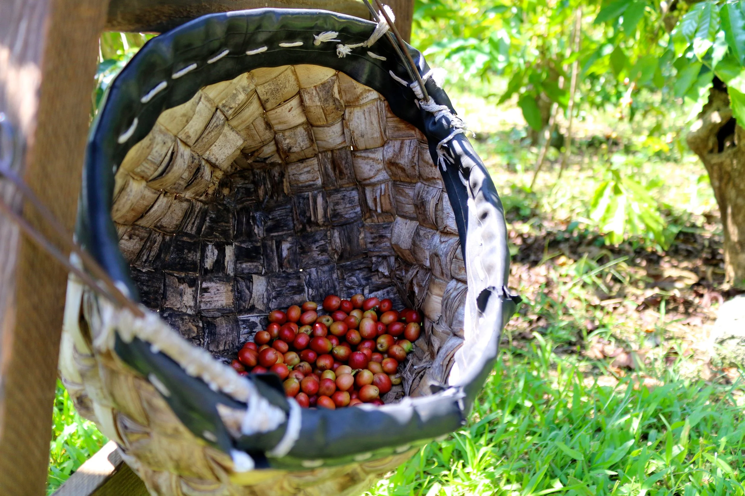 COFFEE BERRIES ARE ALL HAND-PICKED IN KONA, NO MACHINERY