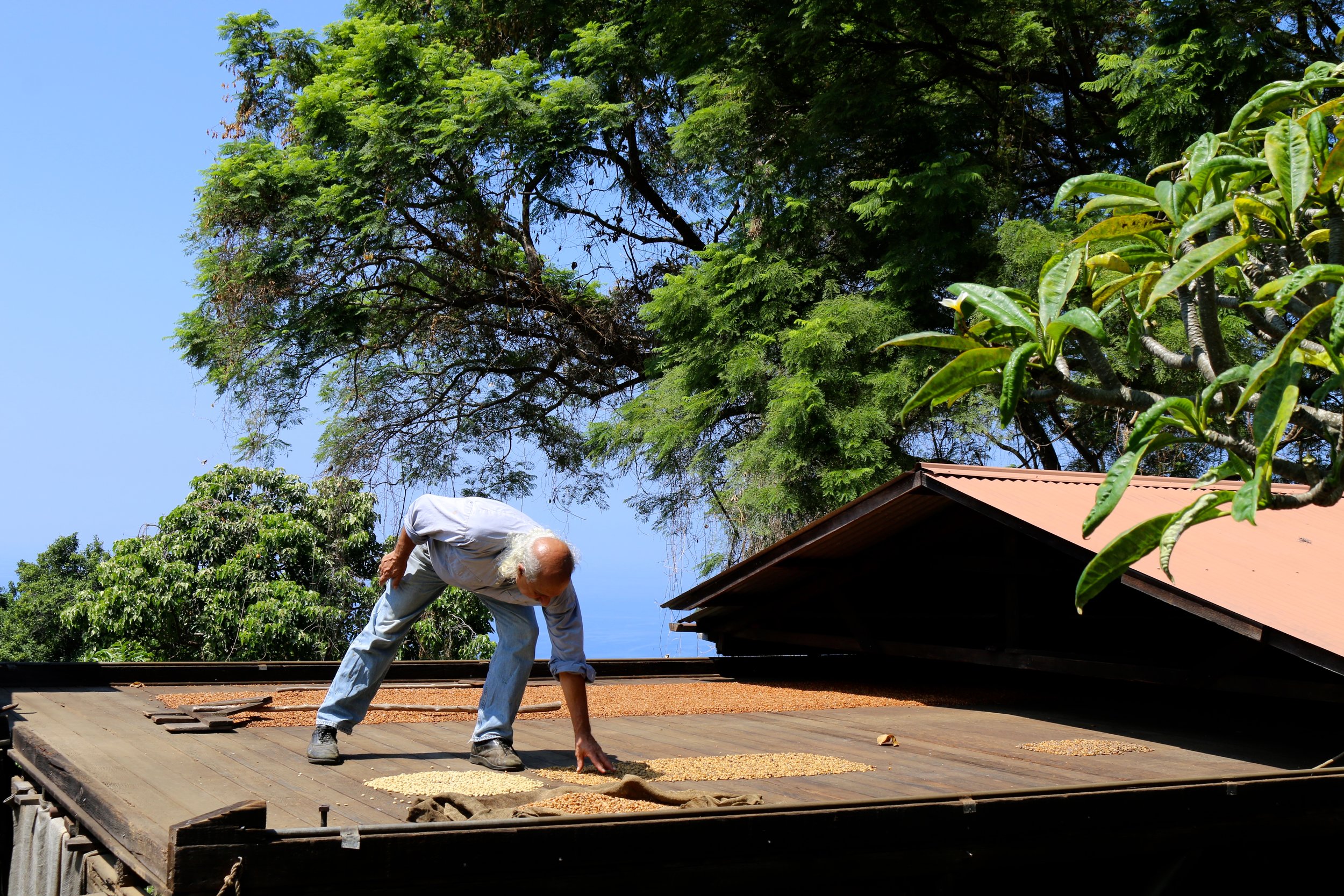 BACK IN THE DAY, COFFEE BERRIES WERE DRIED INTO BEANS ON THE ROOFTOP BY THE SUN