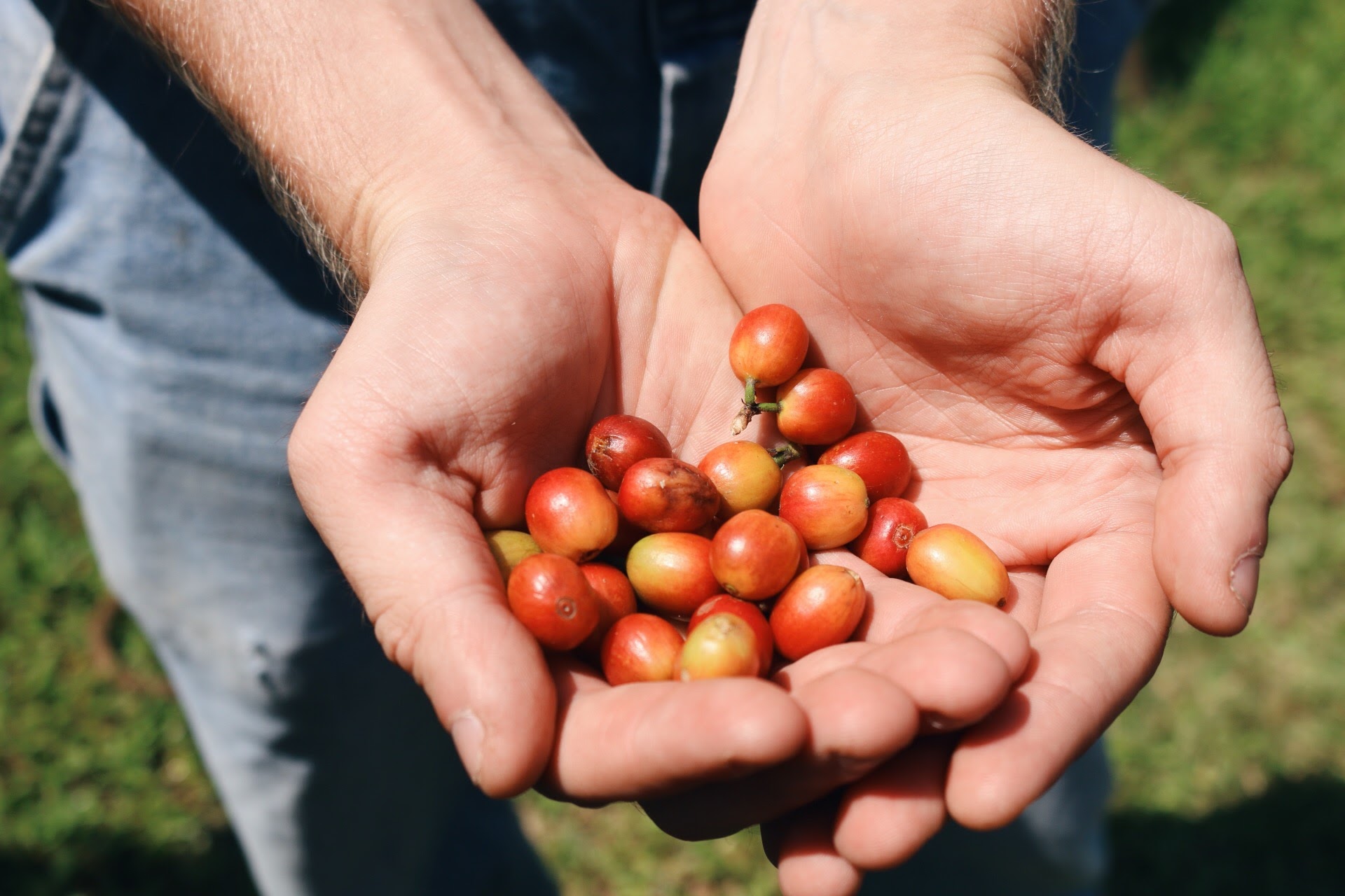 IT TAKES ABOUT 6-7 MONTHS FOR BERRIES TO RIPPEN