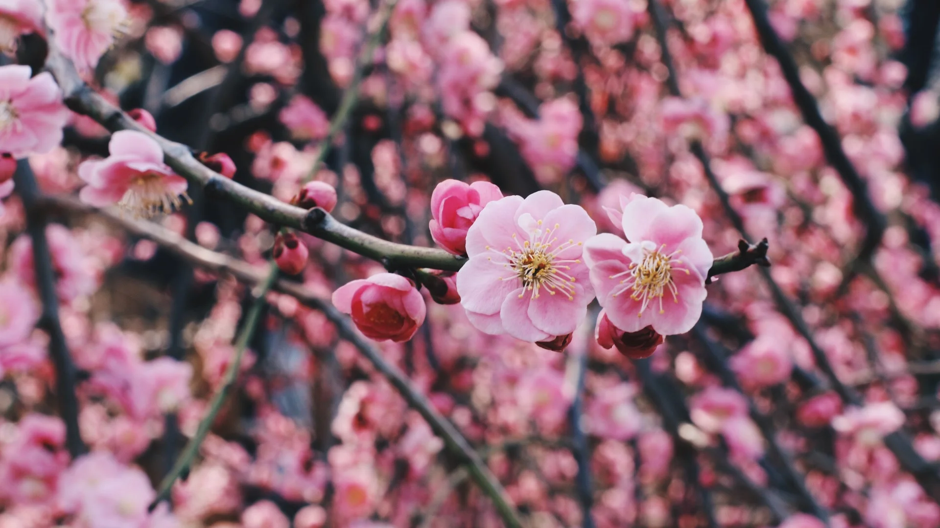 Still can't tell the difference between cherry and plum blossoms...