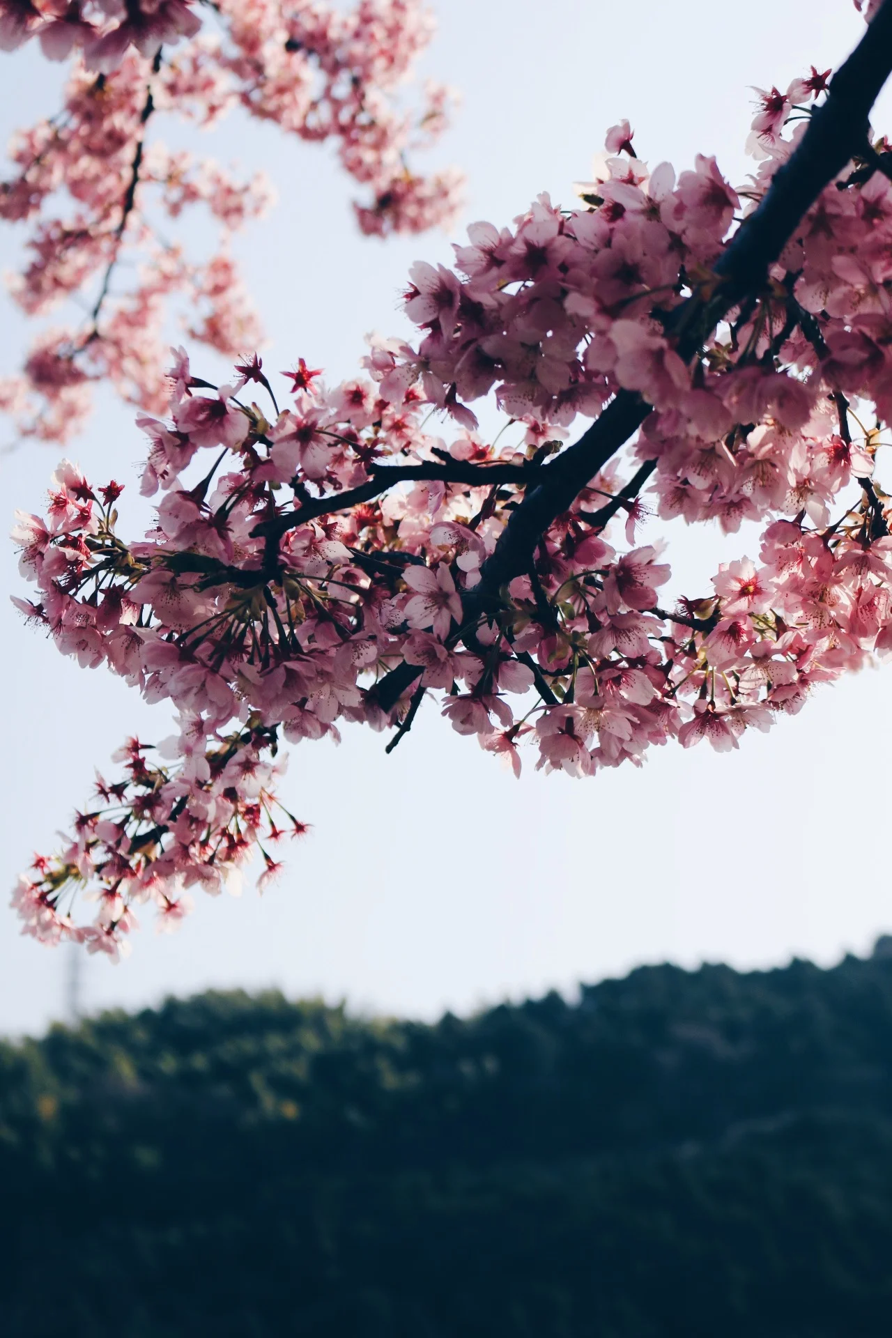 Caught some early cherry blossom blooms on our drive around Odawara