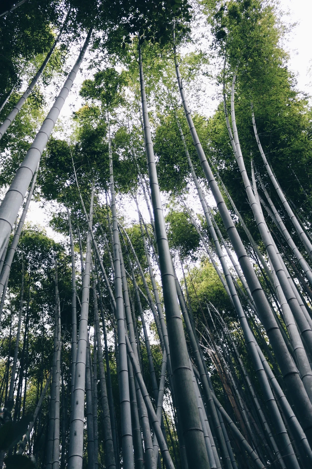 Arashiyama Bamboo Grove