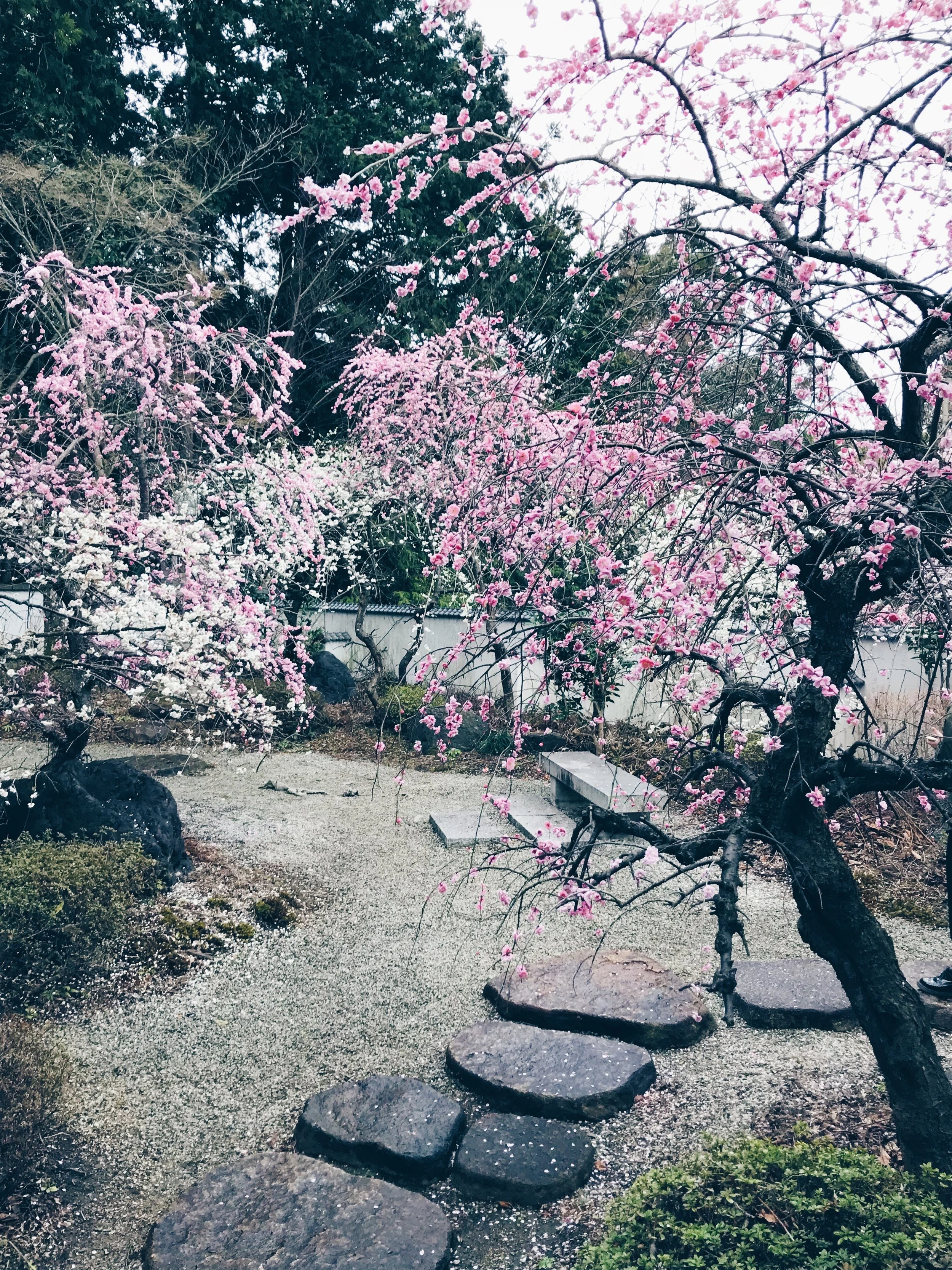 ...Get glimpses of cherry blossoms