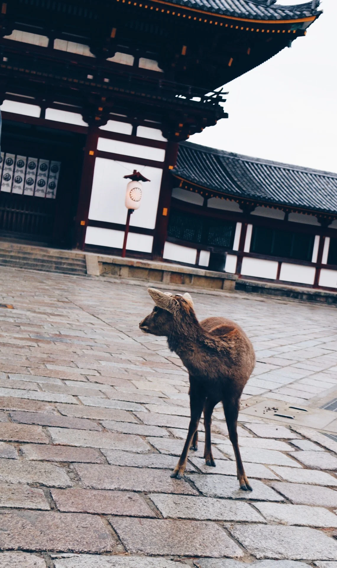 Todai-ji temple in Nara