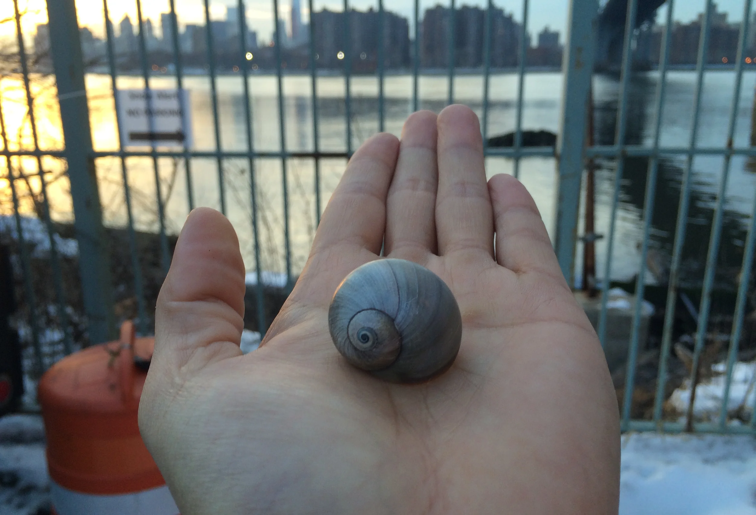 A Snail's Tale