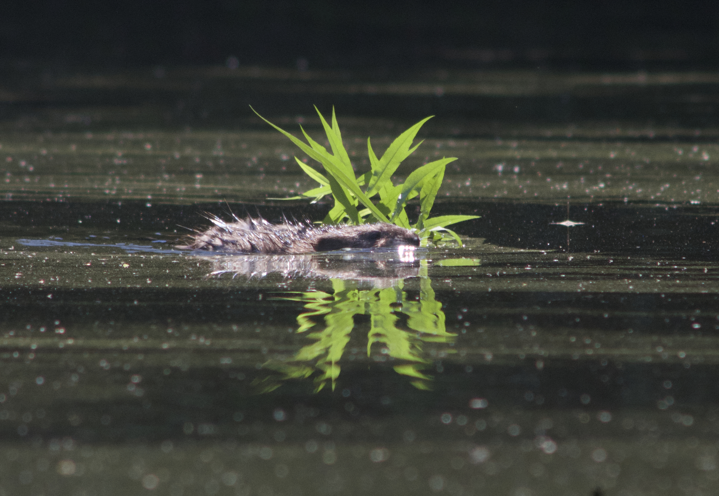 muskrat_grass_a.jpg