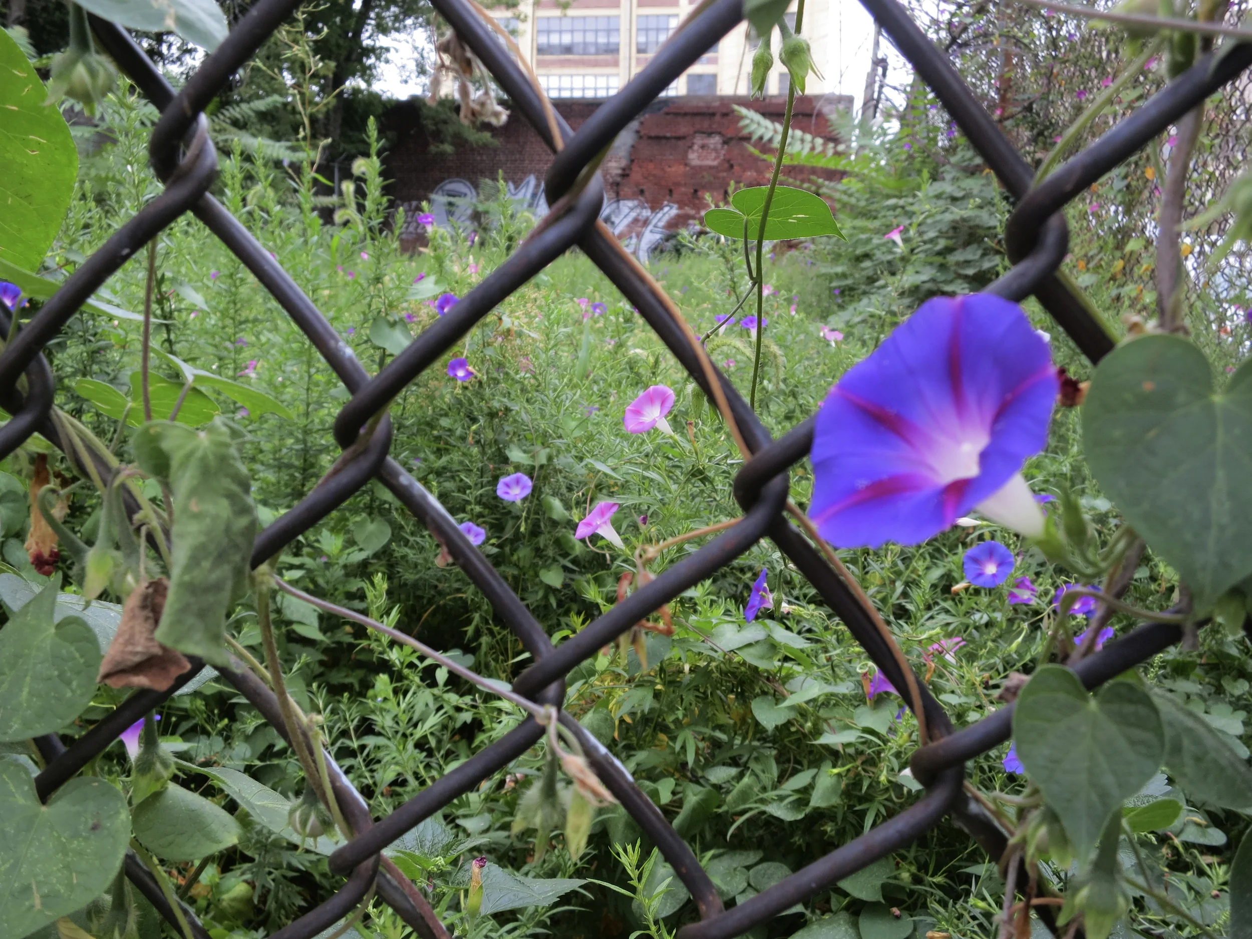 morning_glories.jpg