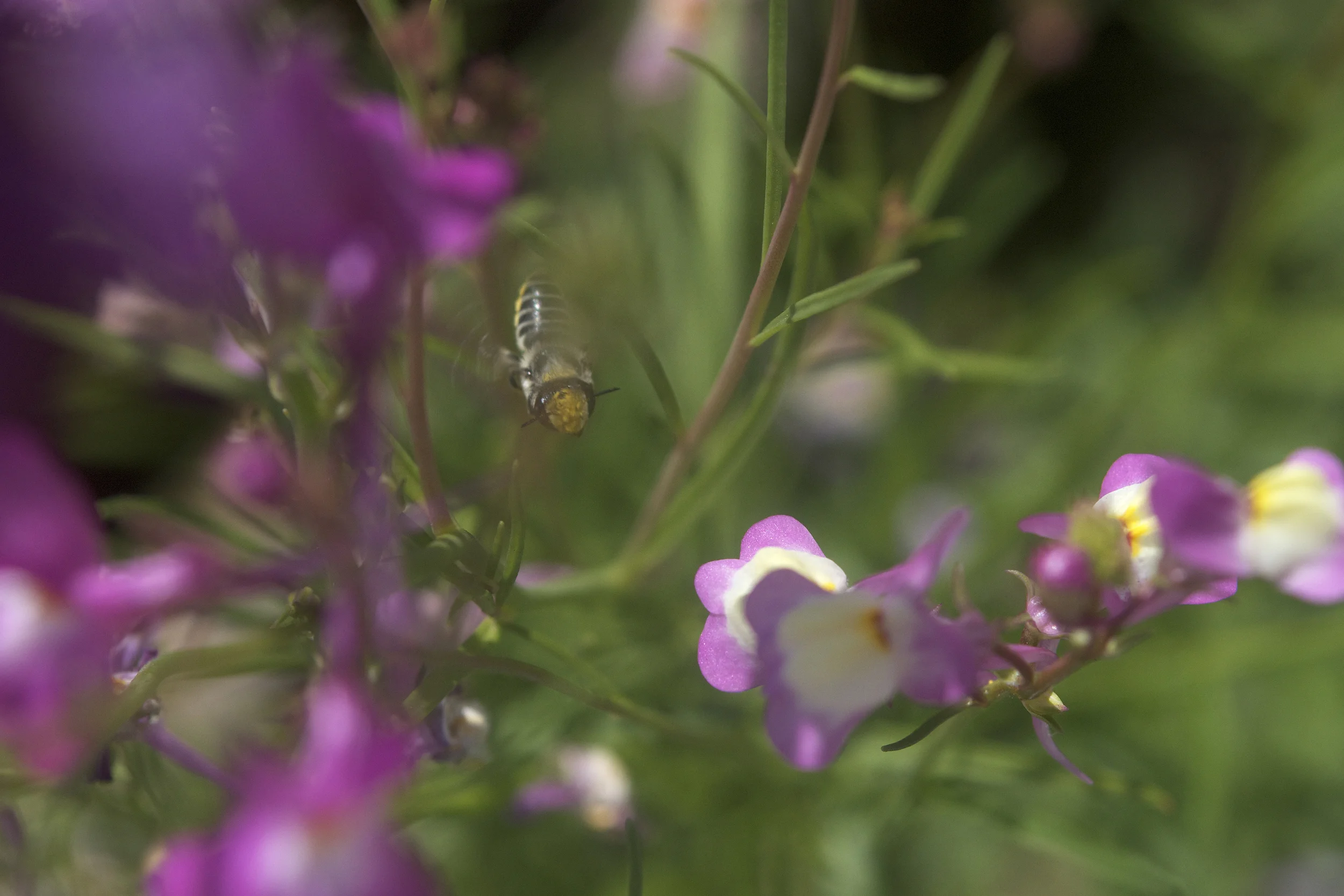 leafcutter_bee.jpg