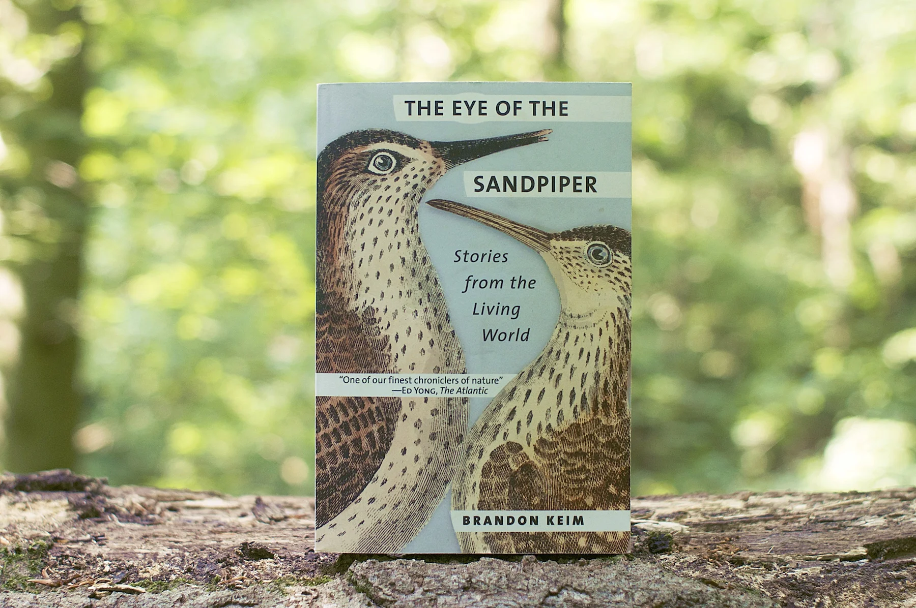 Sandpiper.jpg