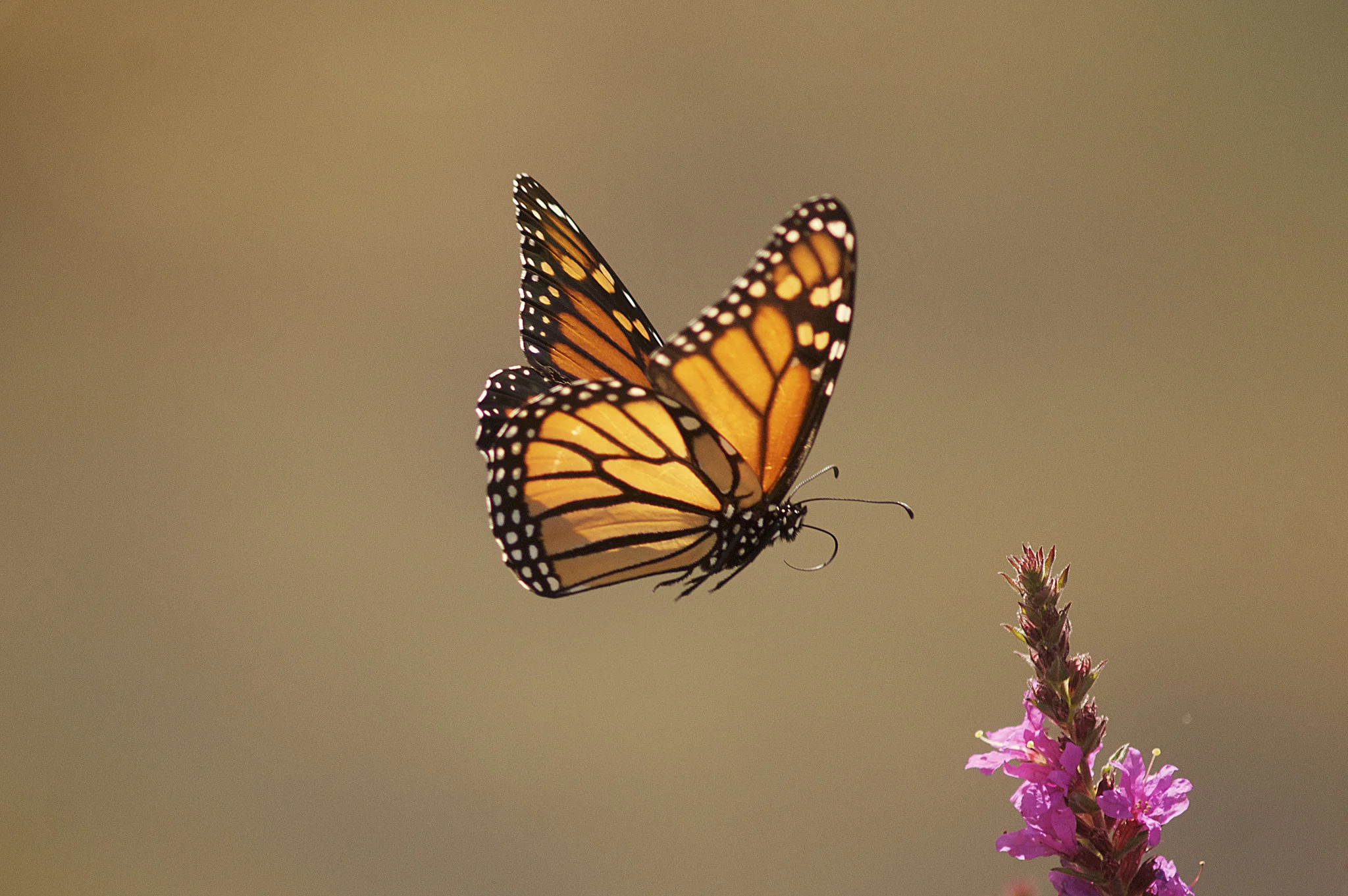 Monarch & Loosestrife