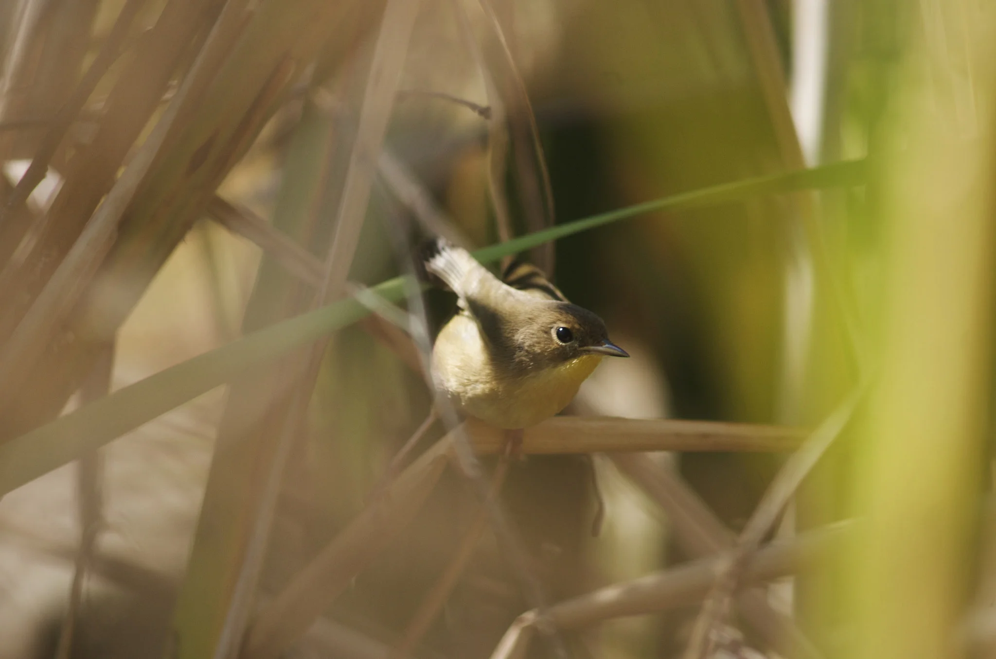 Wren, Cattails