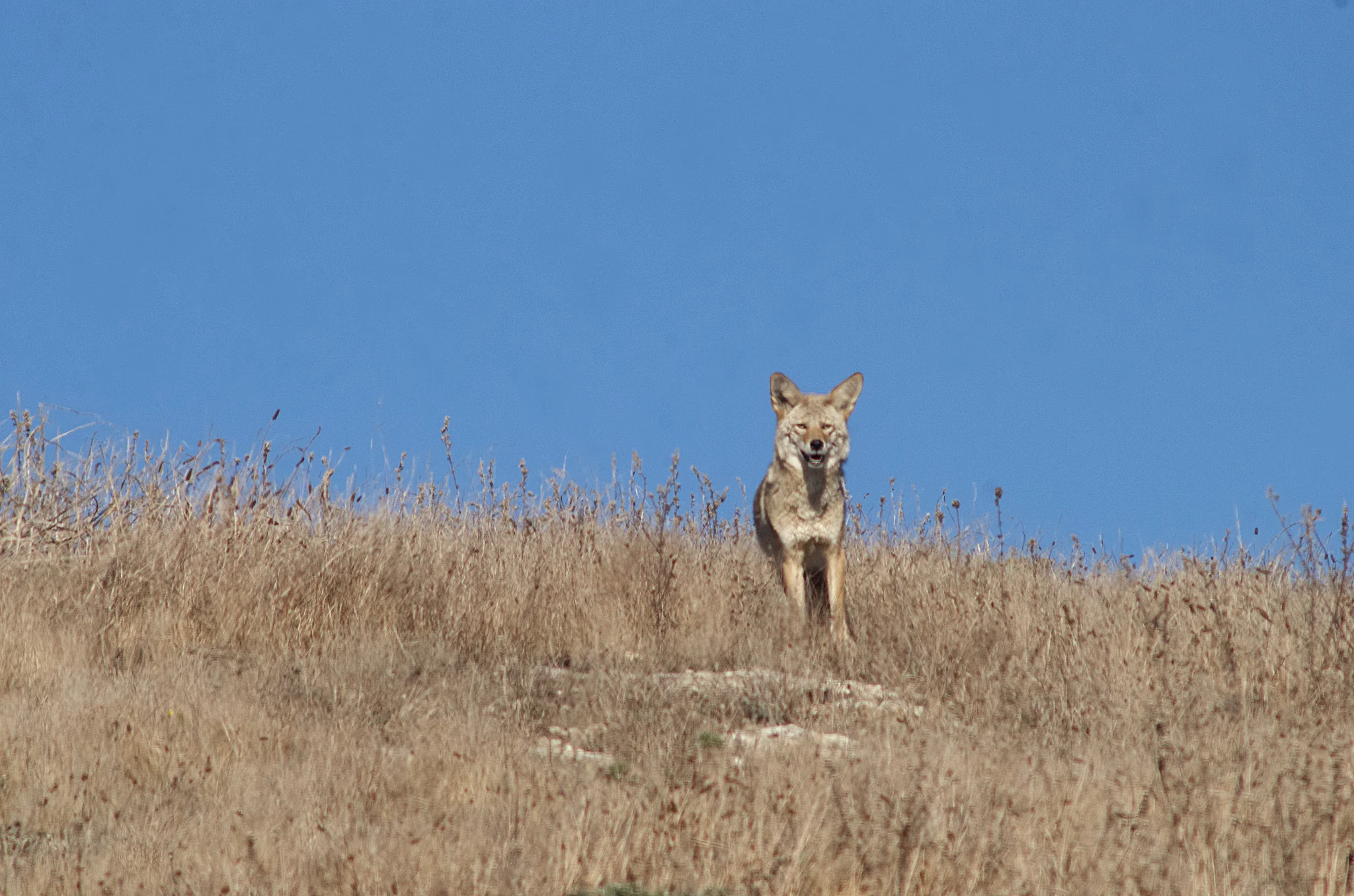 Coyote, Point Reyes